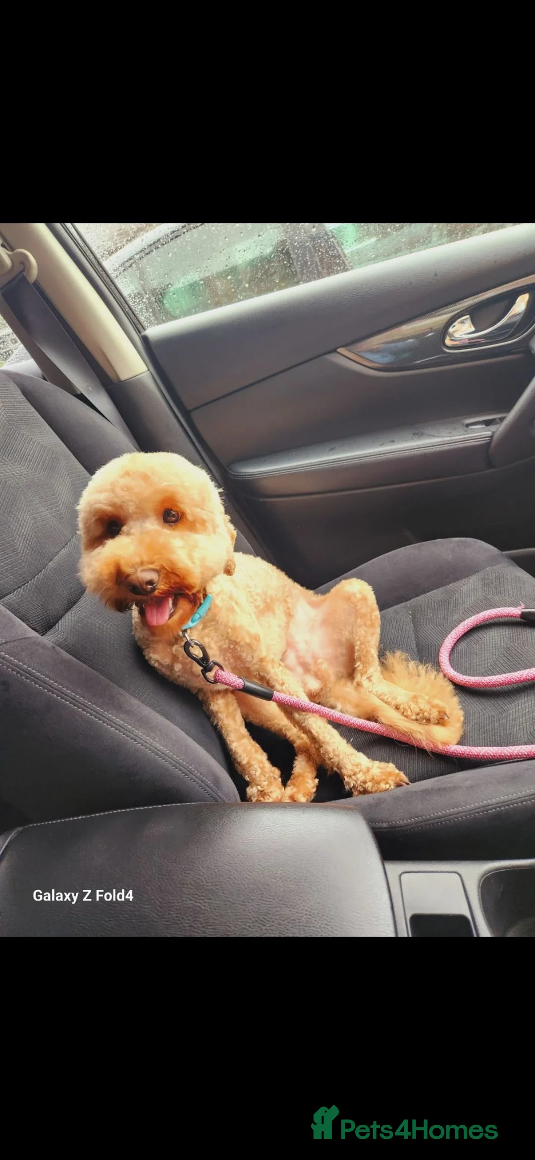 Cavapoo dogs for sale: Beautiful Mabel - Advert 2
