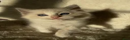 Ragdoll cats for sale: 2x GCCF Ragdoll kittens (male & female) available - Advert 16