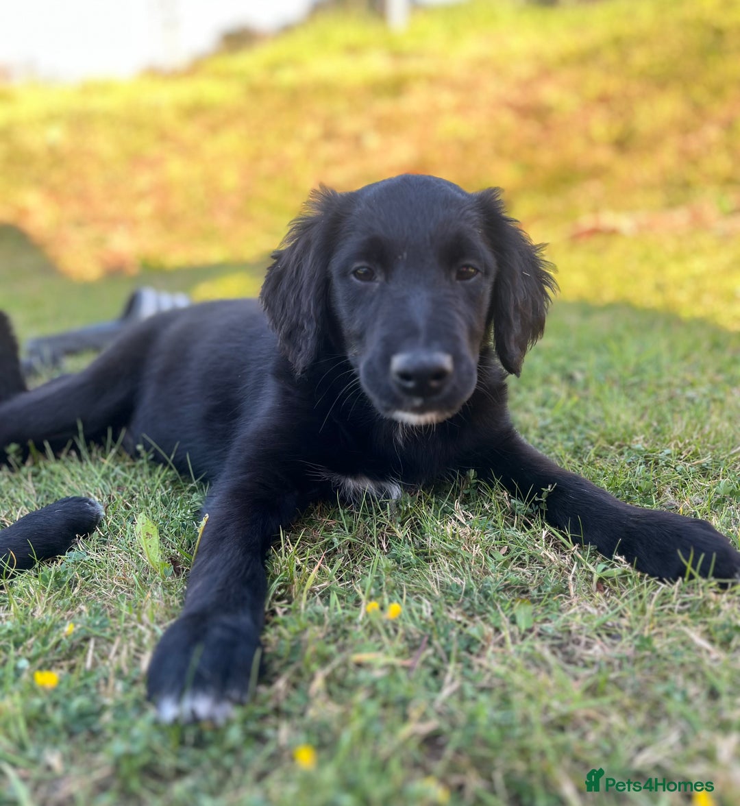 Golden Retriever dogs for sale: Beautiful Golden Retriever x Border Collie Puppies - Image 3