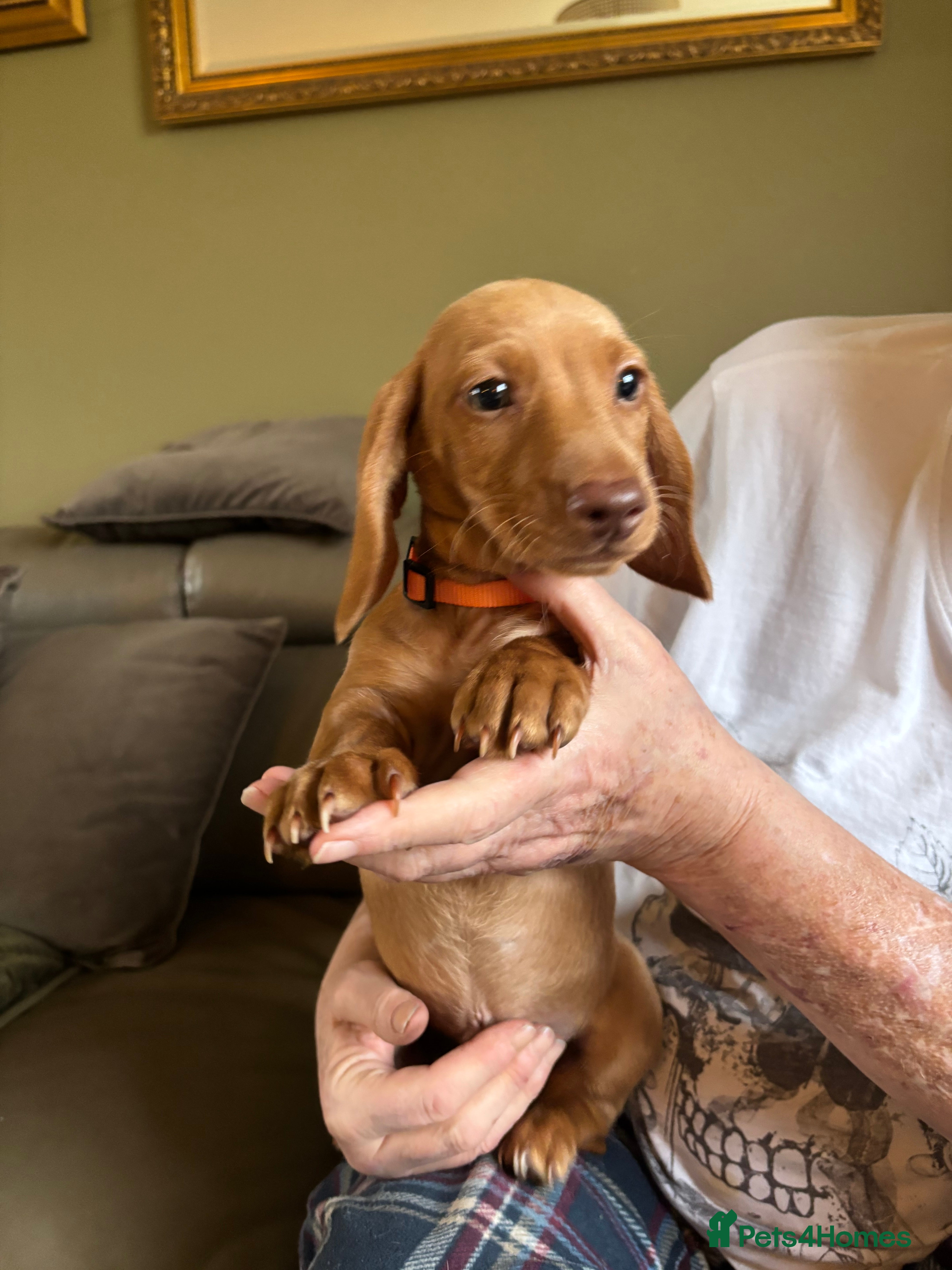 Miniature Dachshund dogs Now ready to leave 1 beautiful boy leftPRA clear - Advert 2
