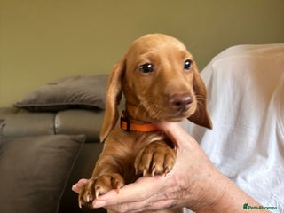 Miniature Dachshund dogs Now ready to leave 2 beautiful boys PRA clear - Advert 16