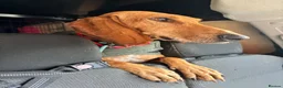 Segugio Italiano dogs for sale: Bruno - Segugio Italiano  in Fareham - Advert 8
