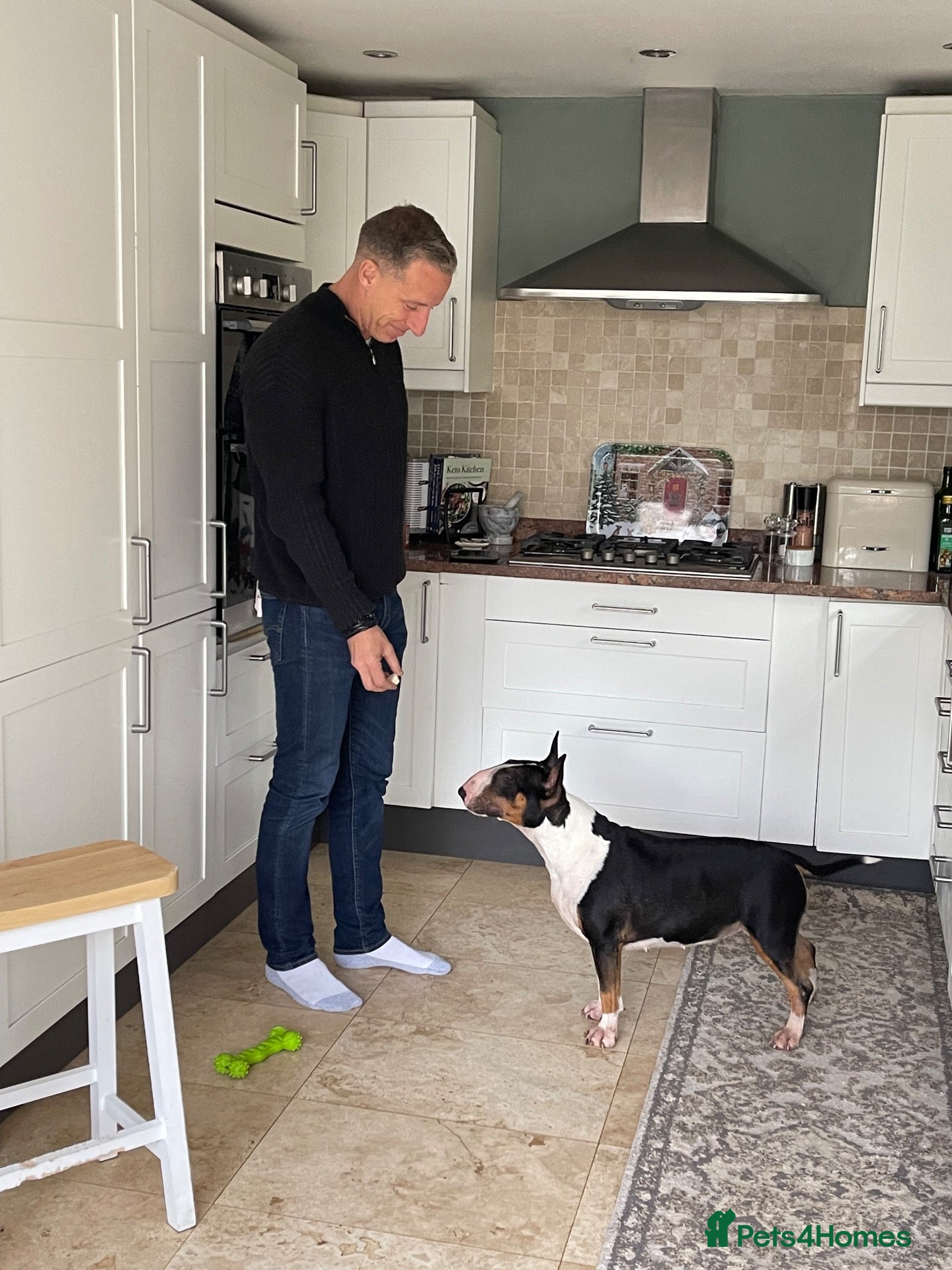 Bull Terrier dogs Beautiful, healthy, 2 year brindle & white KC girl - Advert 9