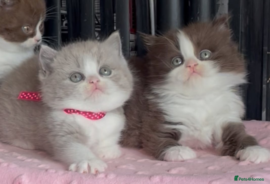 British Shorthair cats for sale: Beautiful BSH Champion line Kittens  - Advert 5