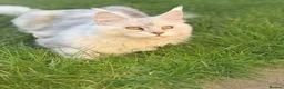Maine Coon cats for stud: Beautiful Boy. in Boston - Advert 2