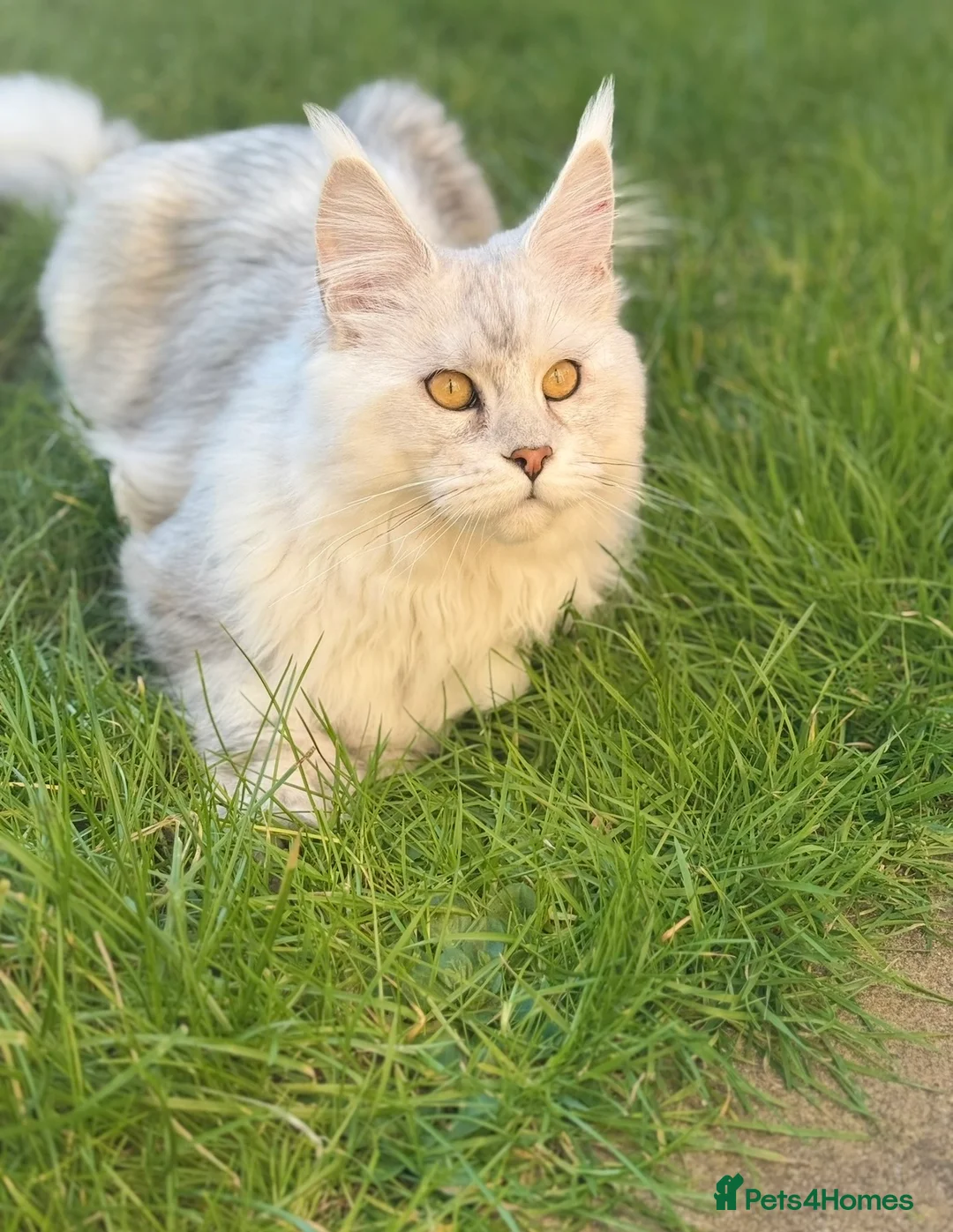Maine Coon cats for stud: Beautiful Boy. in Boston - Advert 2