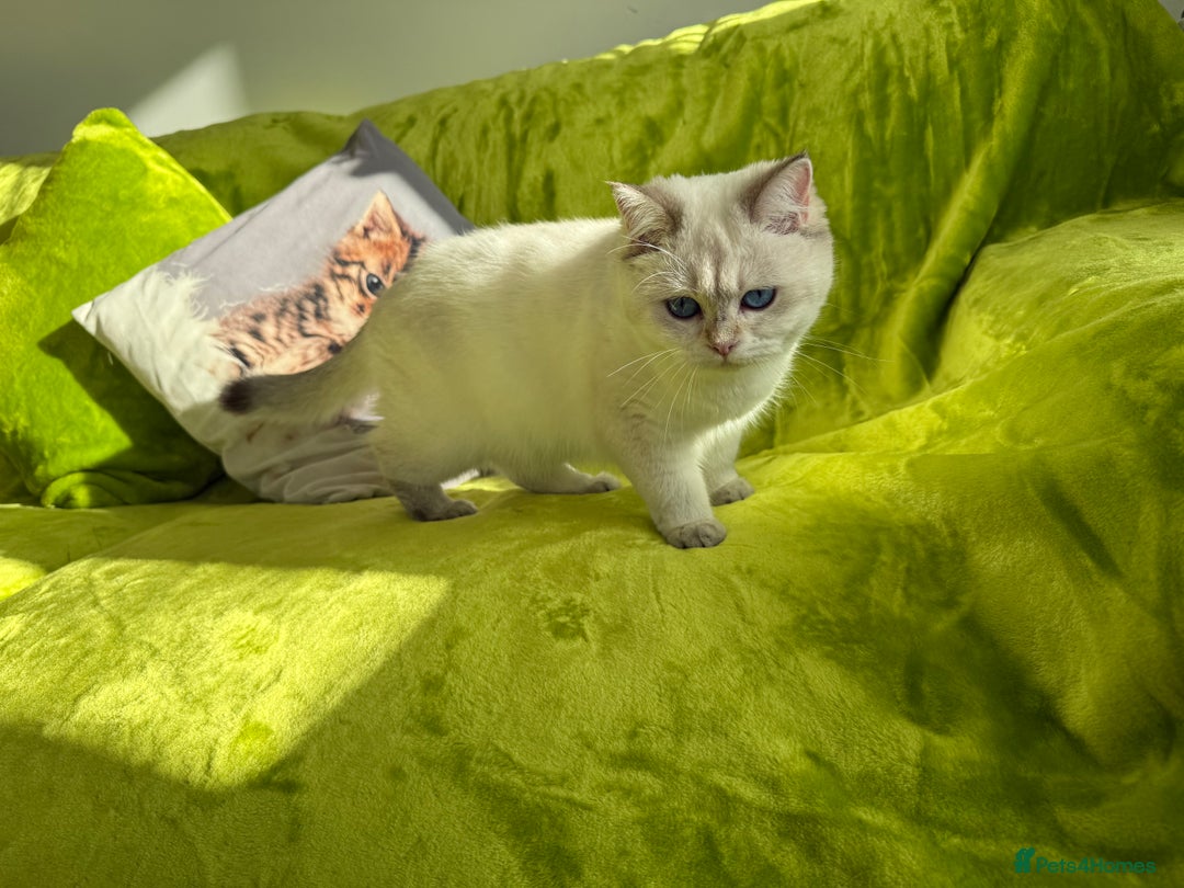 British Longhair cats for sale: British Longhair and Shorthair kittens for sale - Image 21