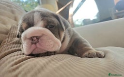 English Bulldog dogs for sale: Outstanding KC English Bulldogs, Top Quality Pups - Image 32