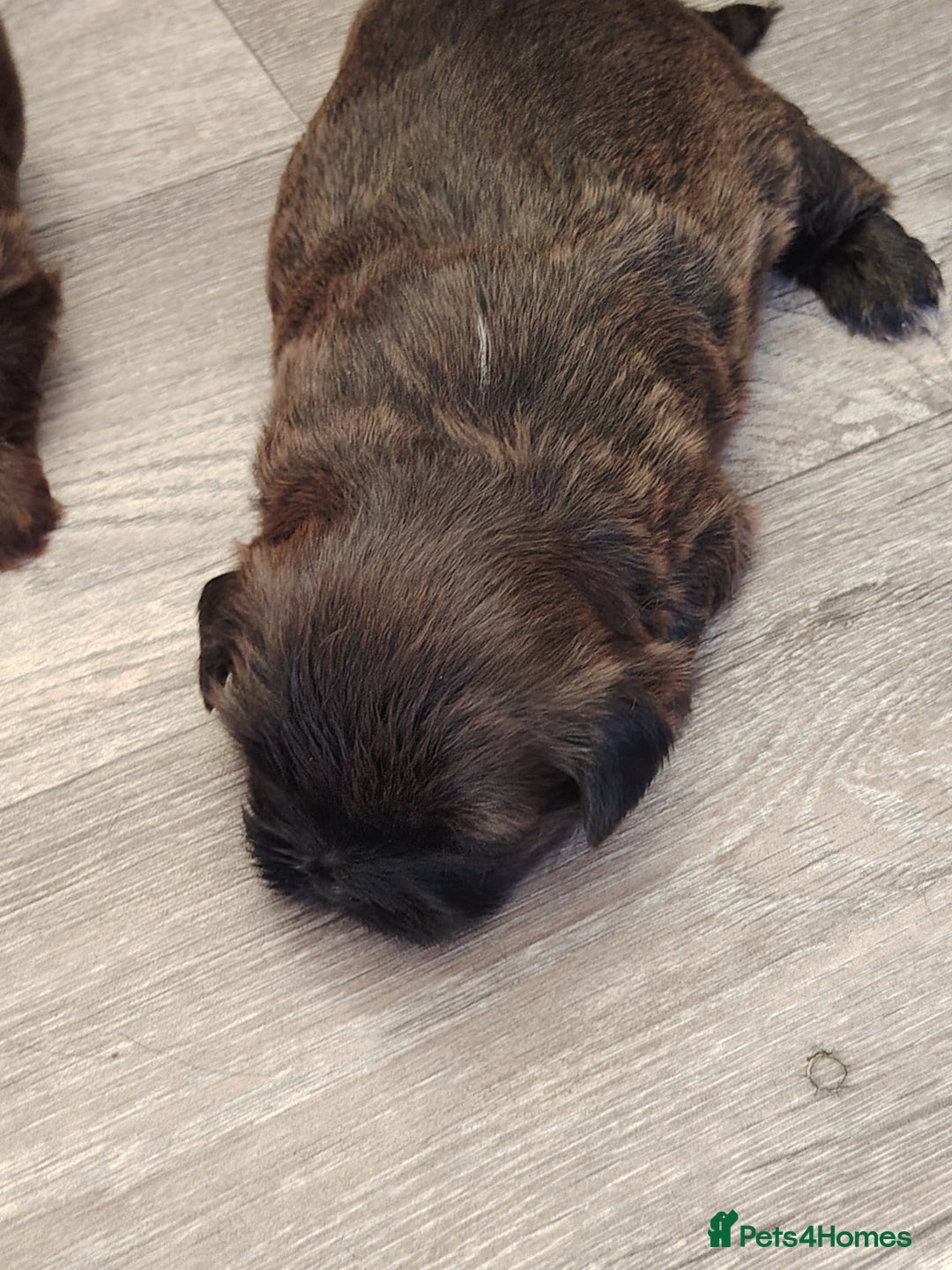 Shih Tzu dogs for sale: TWO CHOCOLATE SHIHTZU PUPS - Advert 6