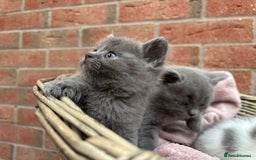 British Shorthair cats for sale: British shorthair kittens  - Image 12