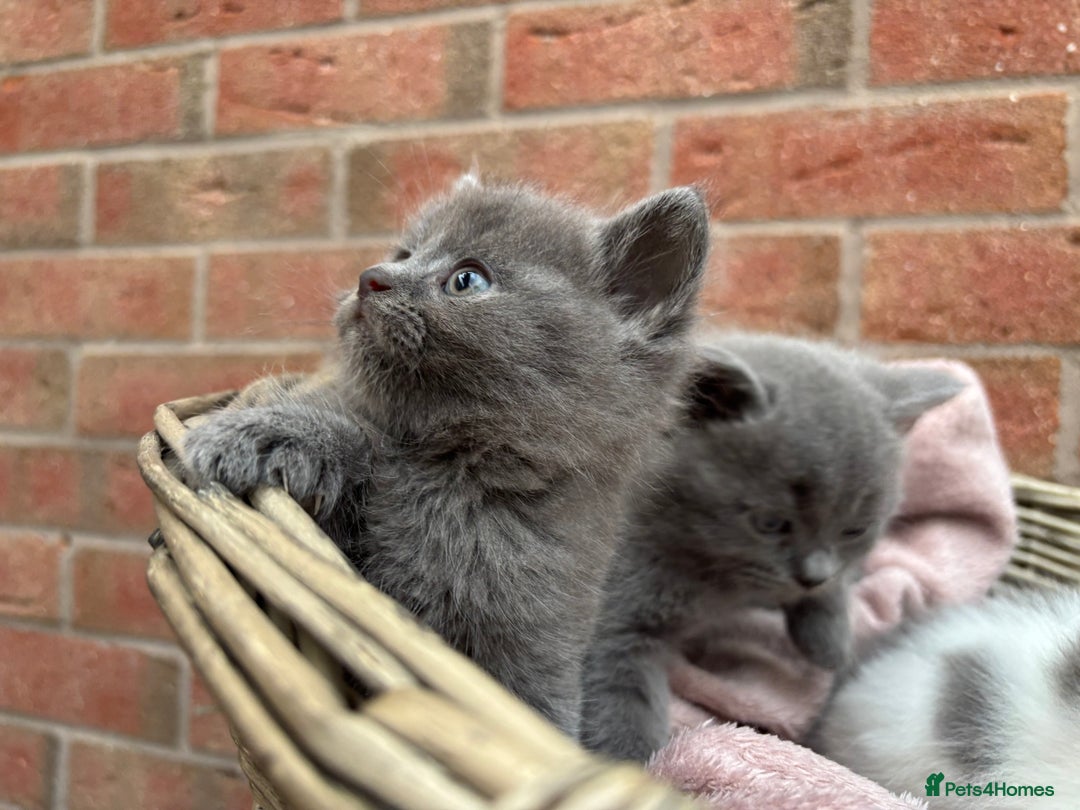 British Shorthair cats for sale: British shorthair kittens  - Image 12