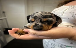 Miniature Dachshund dogs for sale: Miniature dachshund - Image 12