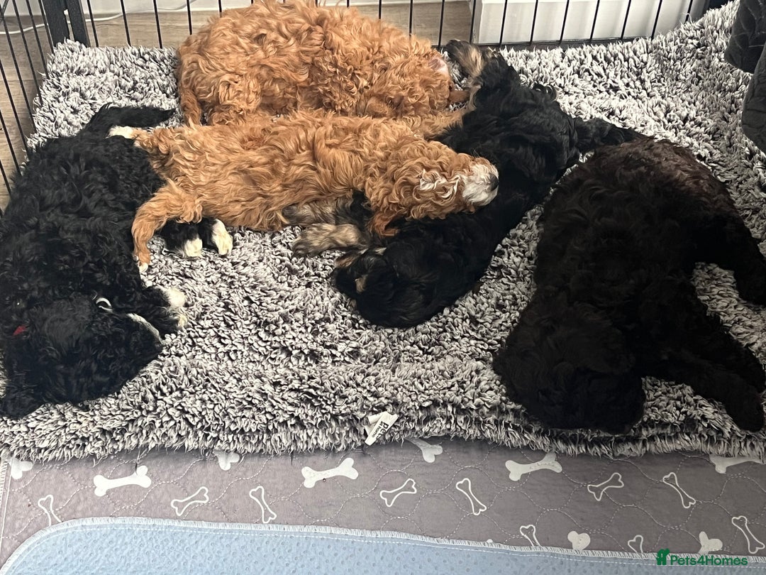 Cockapoo dogs for sale: Beautiful cockapoo puppies  - Advert 7