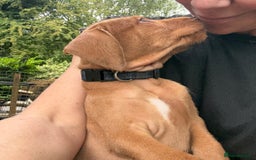 Hungarian Vizsla dogs for sale: Hungarian WIREHAIRED Vizsla puppies KC reg in Cranbrook - Image 24