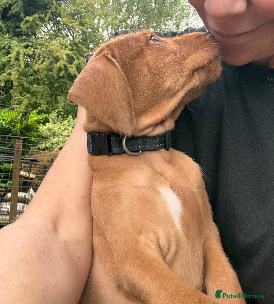 Hungarian Vizsla dogs for sale: Hungarian WIREHAIRED Vizsla puppies KC reg in Cranbrook - Image 24