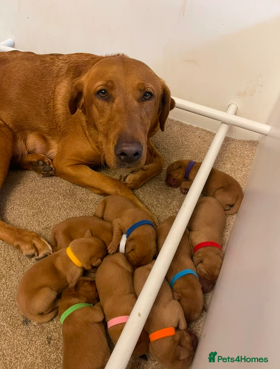 Labrador Retriever dogs for sale: Exceptional Quality KC Fox Red Labrador puppies - Advert 15
