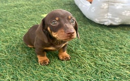 Dachshund dogs for sale: Dachshund Puppies - Image 3