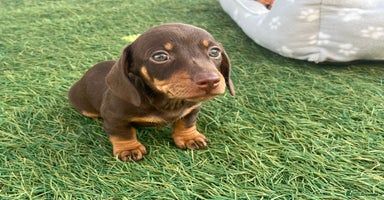 Dachshund dogs - Advert 16