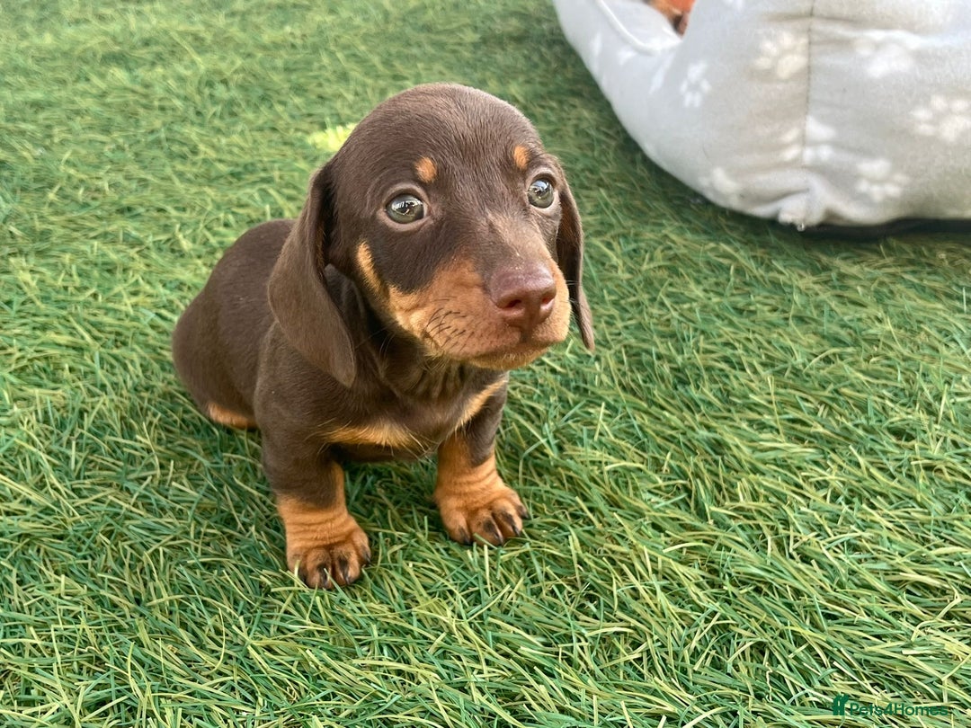 Dachshund dogs for sale: Dachshund Puppies - Image 3