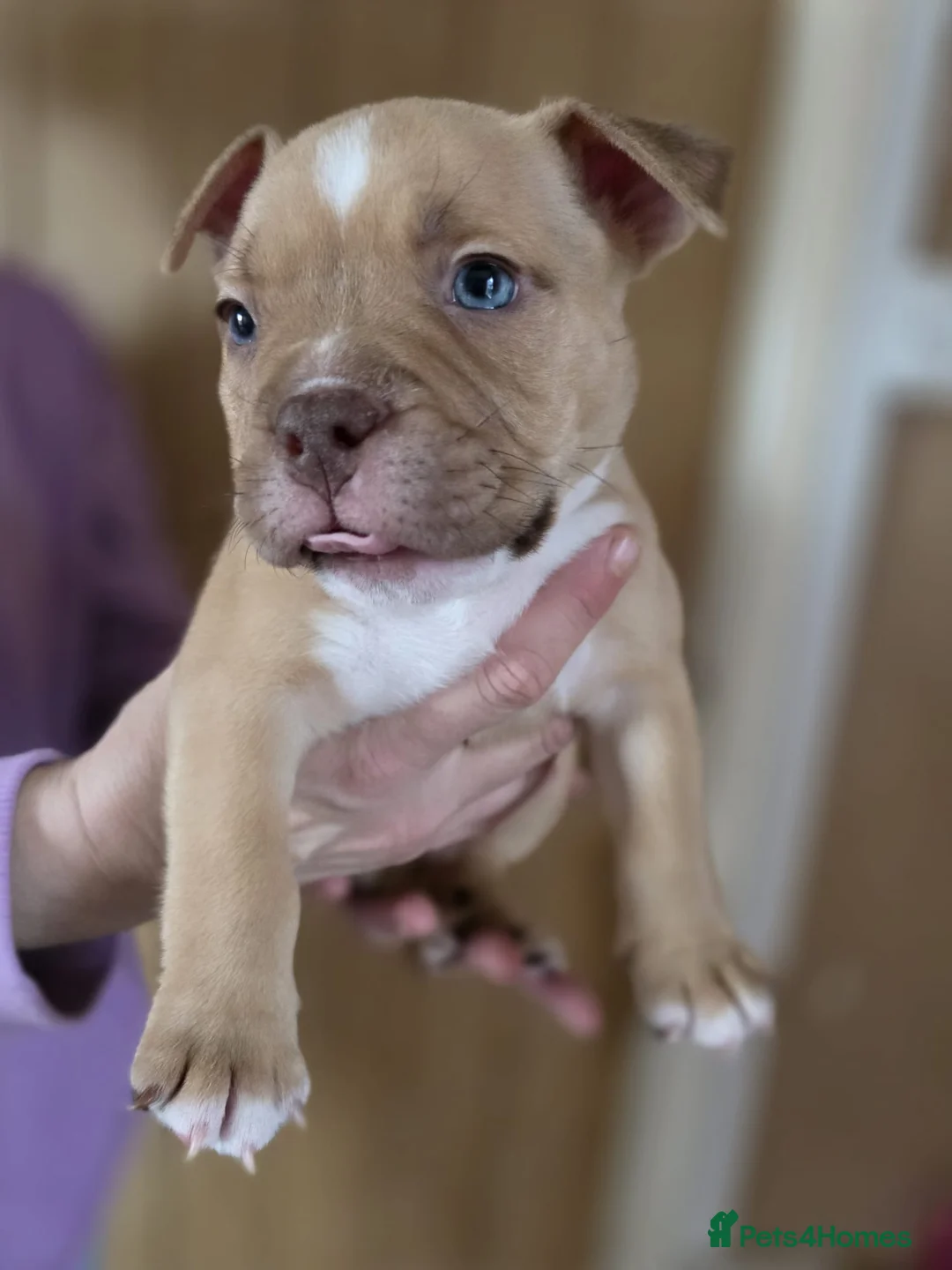 American Bully dogs for sale: Pocket bully puppies - Advert 19