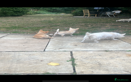 Chihuahua dogs for sale: 3 small chihuahua puppies  - Image 29