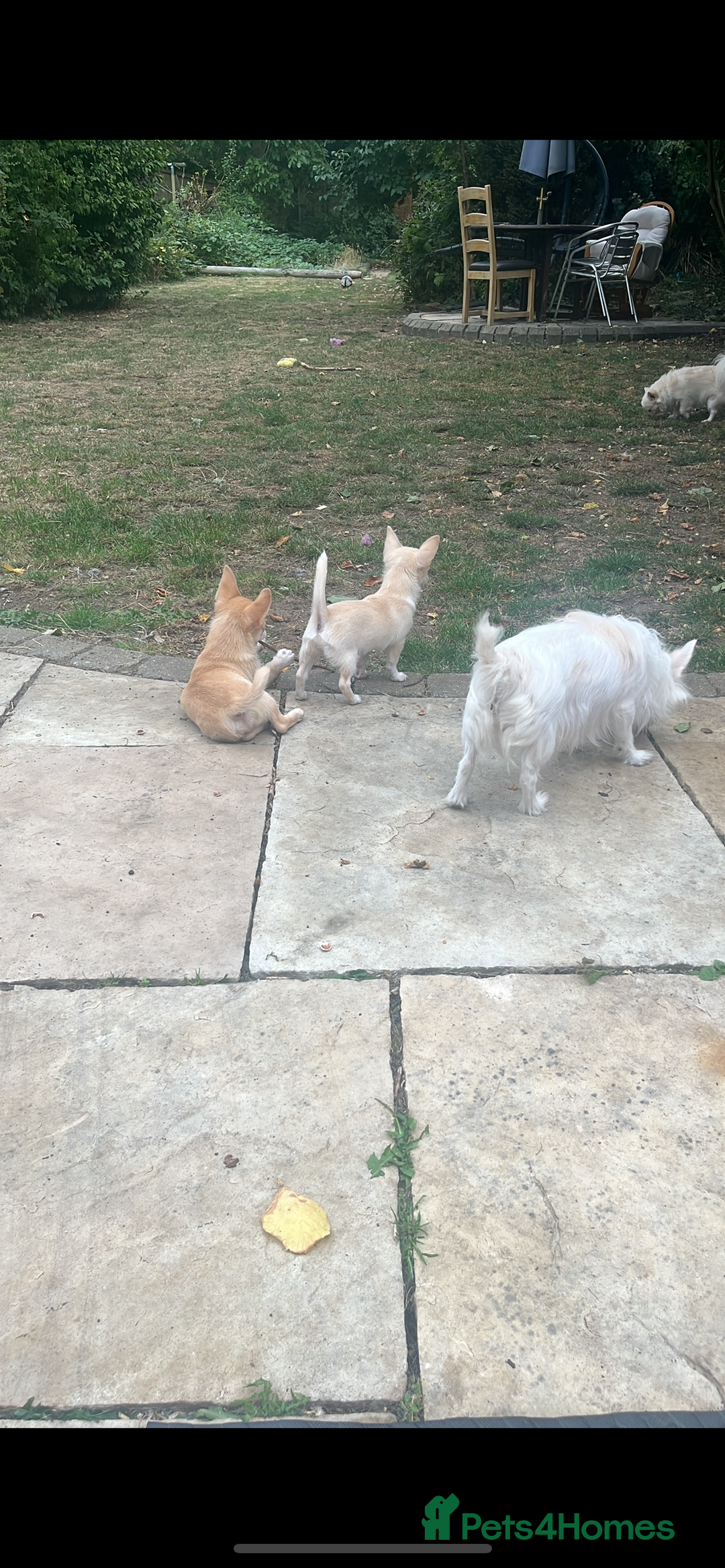 Chihuahua dogs for sale: 3 small chihuahua puppies  - Image 29