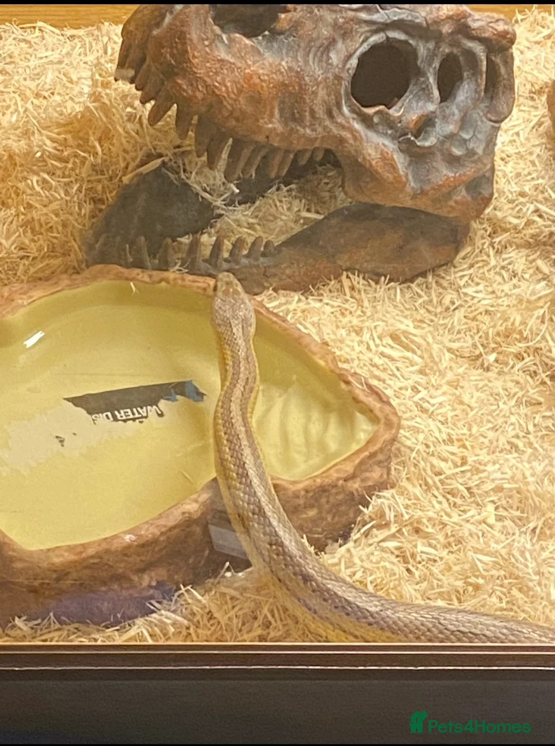 Corn Snake reptiles for sale: Corn snake - Advert 2