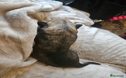 Huskita dogs for sale: Husky x akita puppys - Image 4