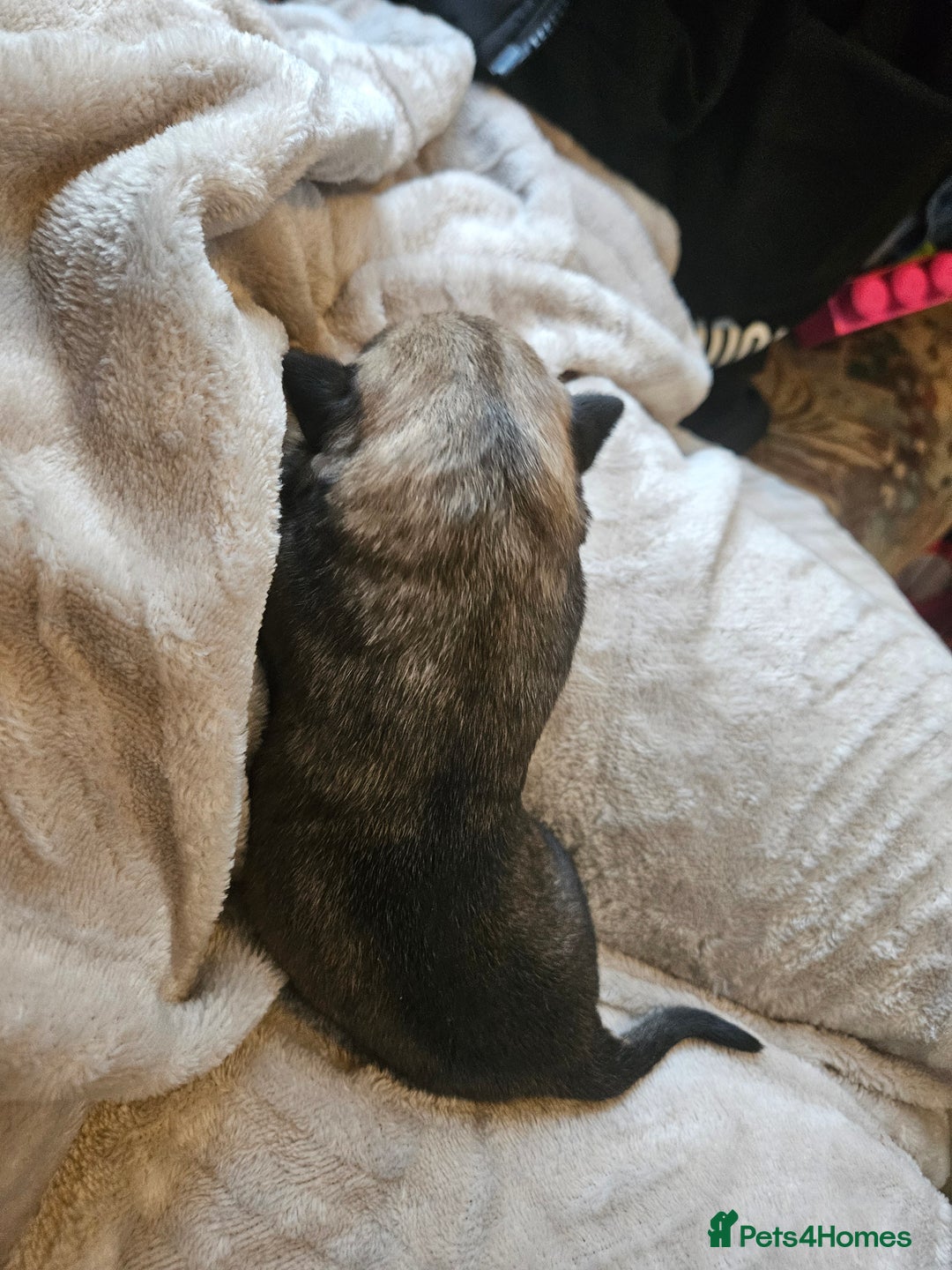 Huskita dogs for sale: Husky x akita puppys - Image 4