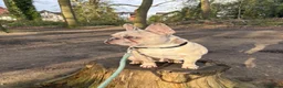 French Bulldog dogs for sale: French bulldog merle male - Advert 2