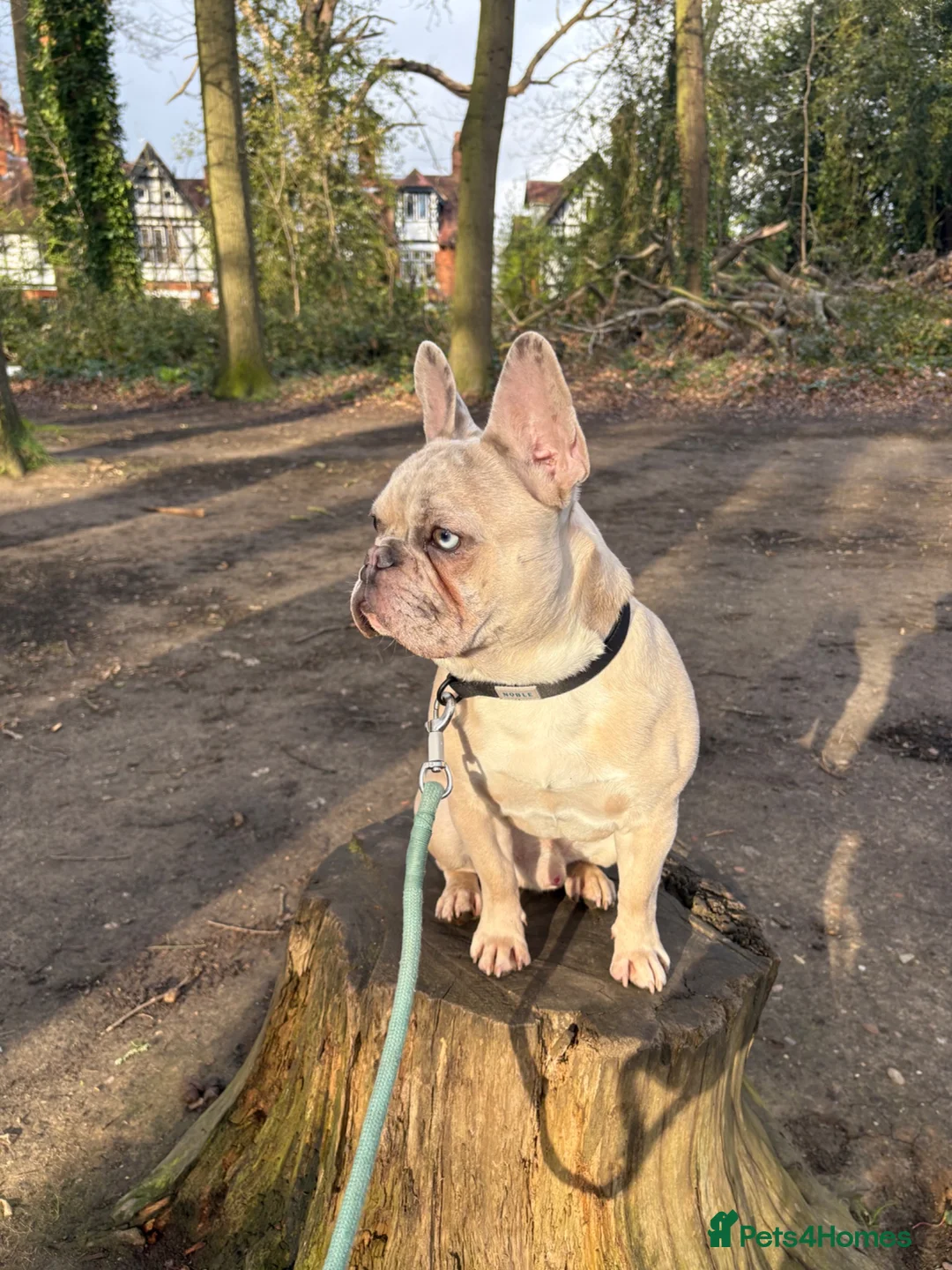 French Bulldog dogs for sale: French bulldog merle male - Advert 2