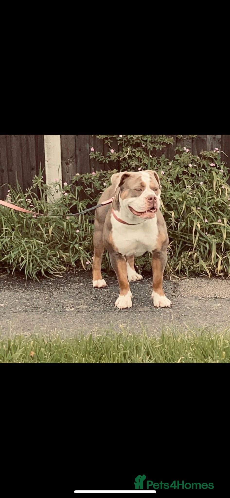 Mixed Breed dogs 9 Old tyme Bulldogs x American bull Staffordshire  - Advert 2