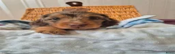 Miniature Dachshund dogs for sale: Long Hair Miniature Dachshund Puppy - Advert 3