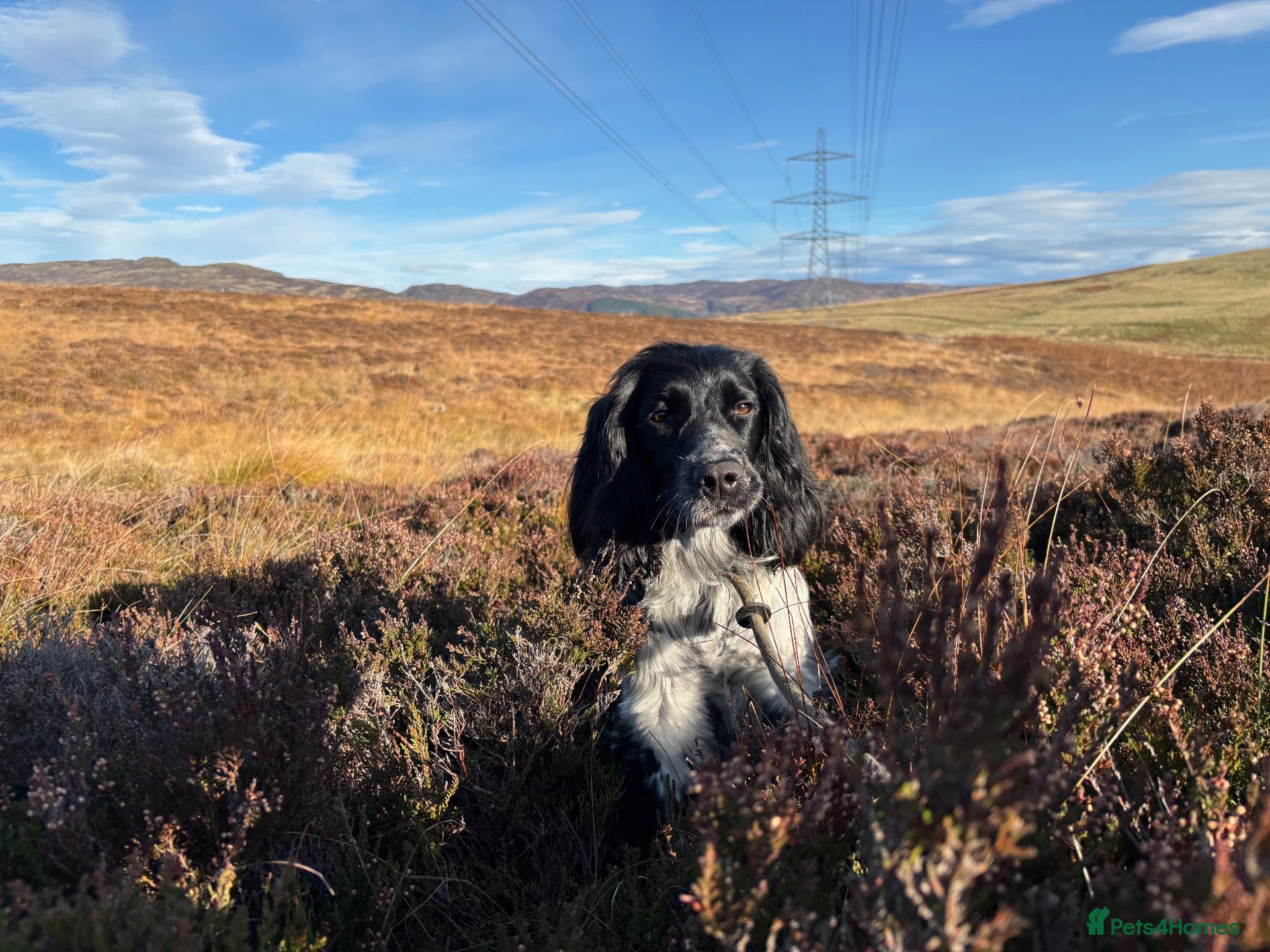 Cocker Spaniel dogs Lucy  - Advert 14
