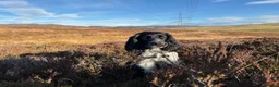 Cocker Spaniel dogs for adoption: Lucy  - Advert 1