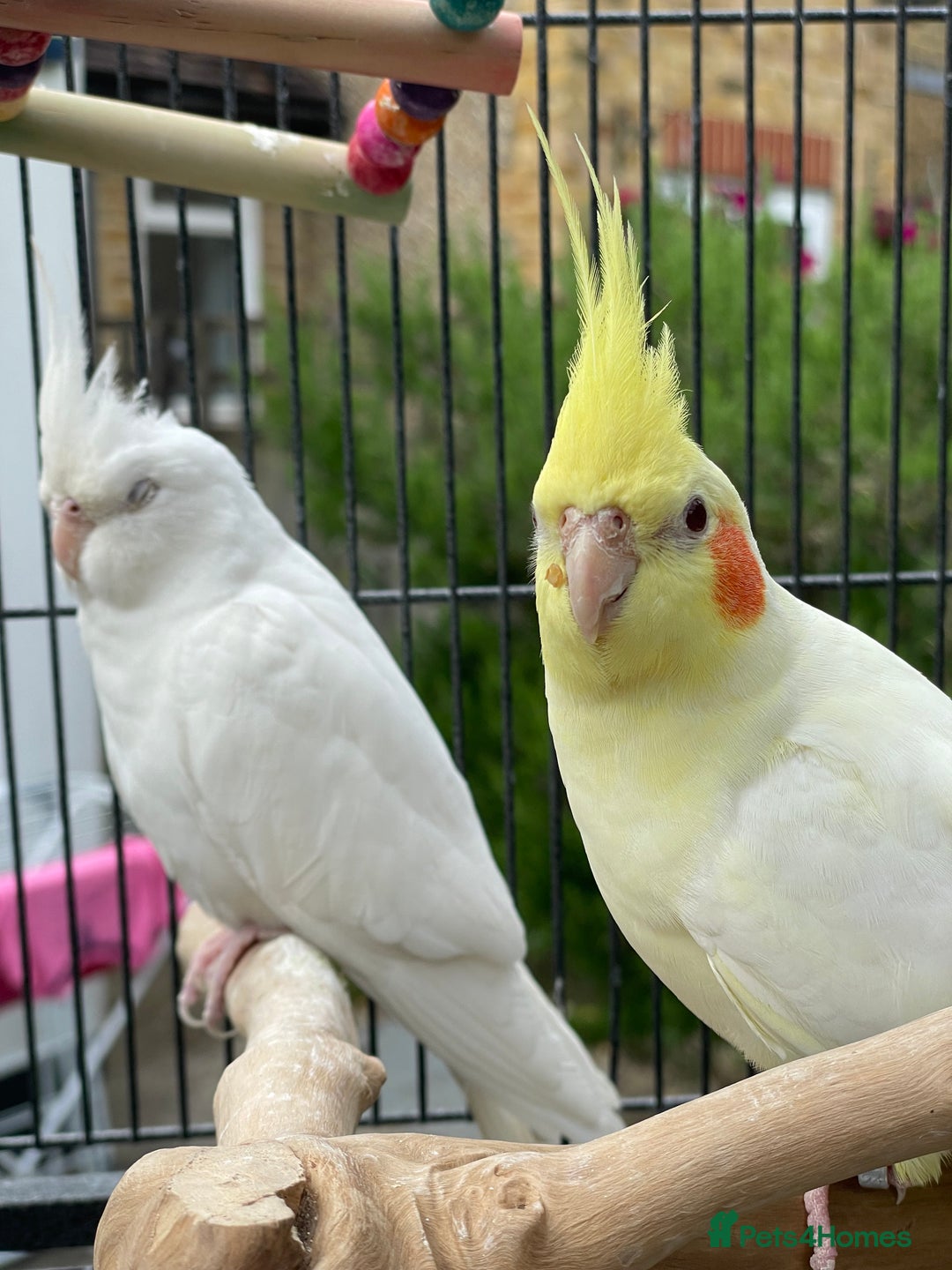 Cockatiels birds for sale: Lutino cockatiel  - Image 3