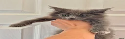 Maine Coon cats for sale: Maine coon kittens fluffy cuddly kittens - Advert 29