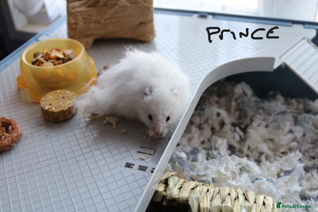 Hamster rodents for sale: Syrian Hamsters – various ages - Image 10