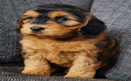 Cockapoo dogs for sale: Stunning Quality F1 Chocolate sable Cockapoo pups - Image 2