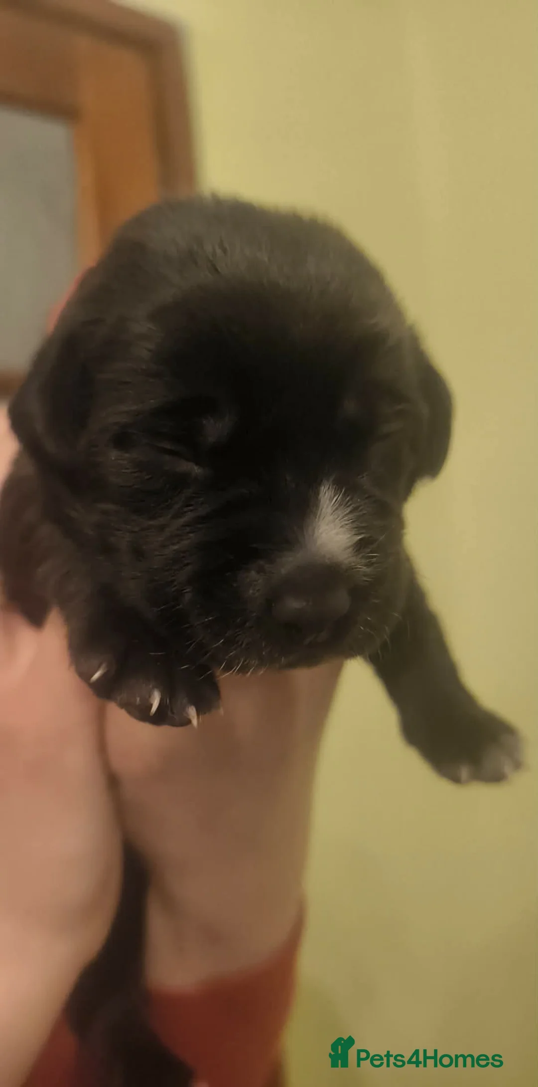 Borador dogs for sale: Lablador / border collie puppies - Advert 10