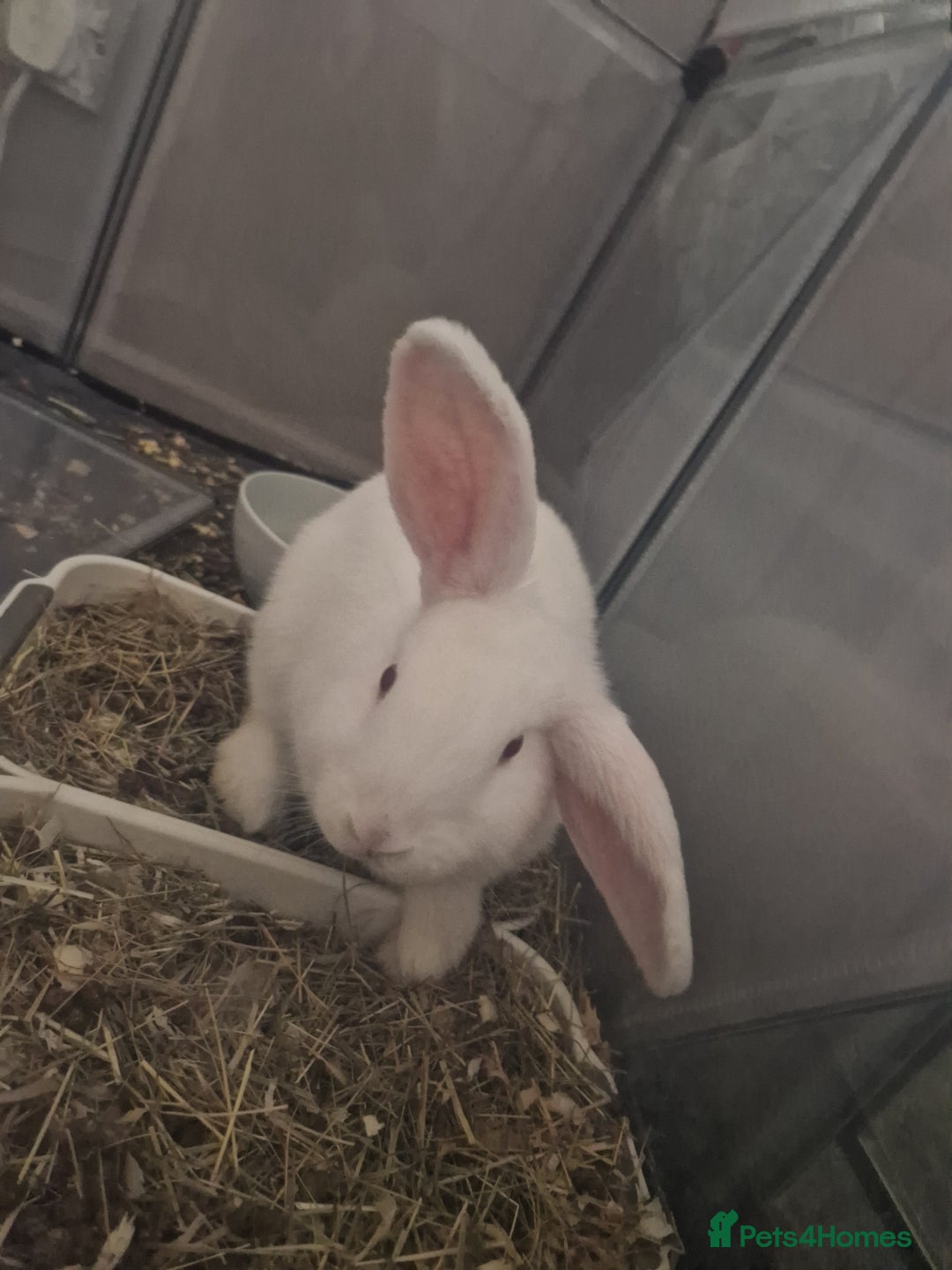 New Zealand rabbits for sale: New Zealand white rabbit  - Image 6