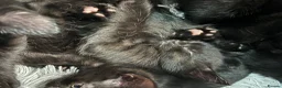 Mixed Breed cats for sale: 5 Kittens in Musselburgh - Advert 5