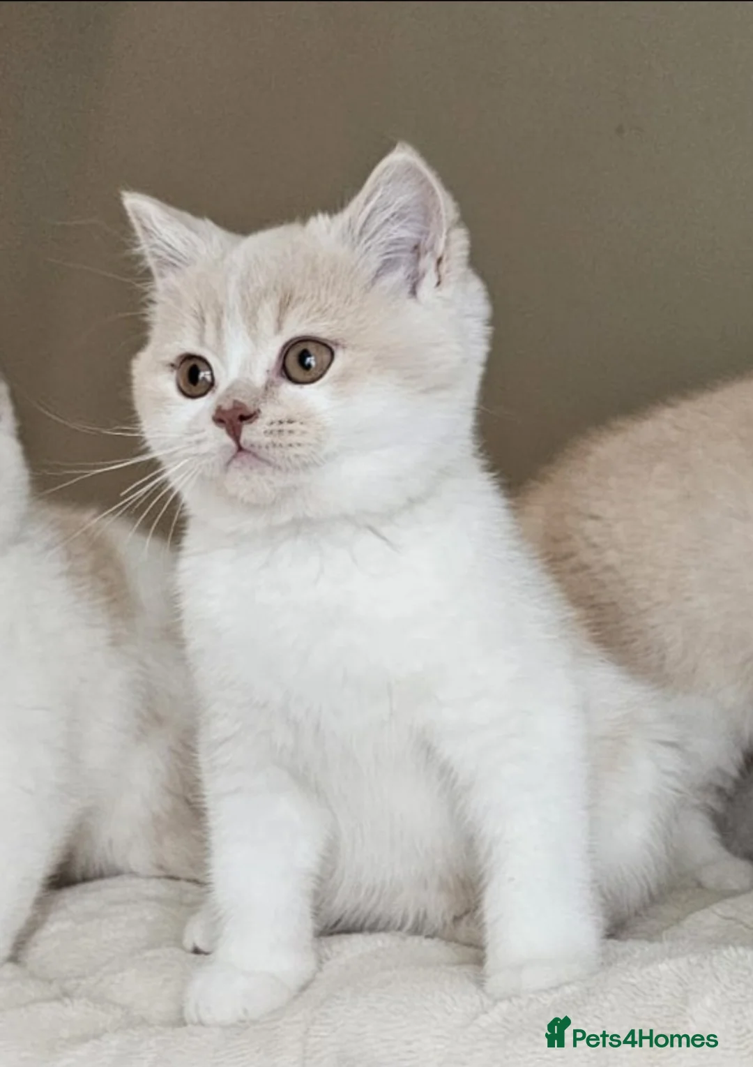 British Shorthair cats for sale: Cream & White Boy - Advert 2