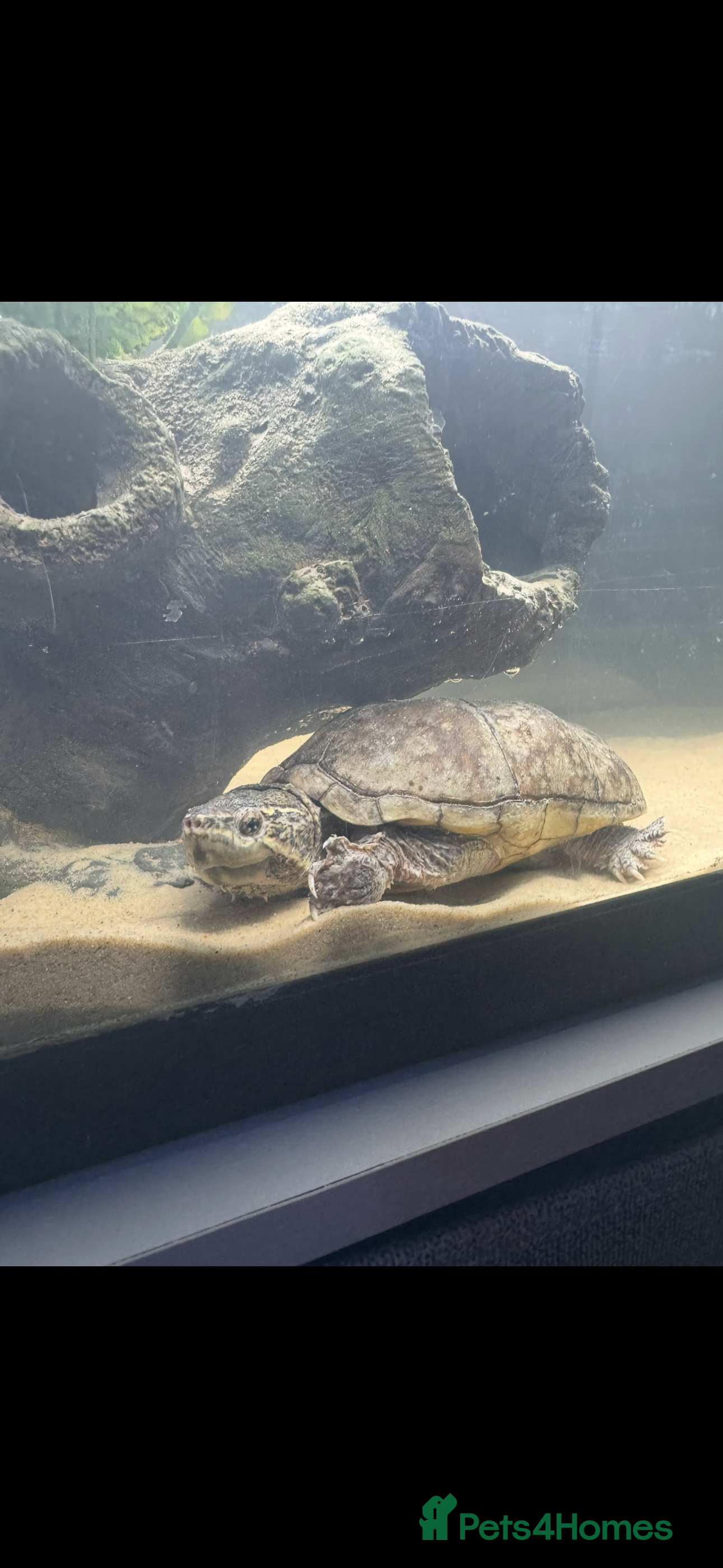 Turtle reptiles Male and female pair of musk turtles.  - Advert 2