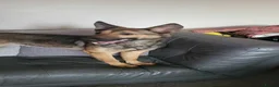 Mixed Breed dogs for sale: Mixed breed puppies  - Advert 4