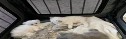 Ragdoll cats for sale: Unique Ragdoll Kittens - health tested parents - Advert 17