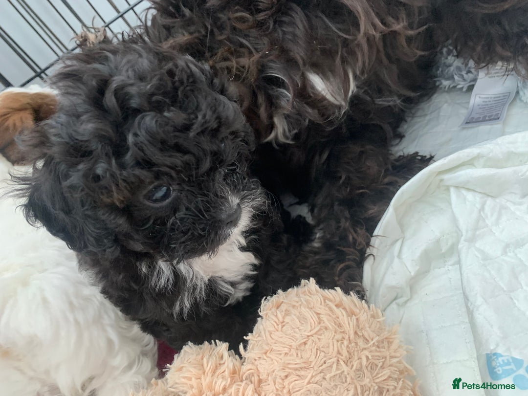 Shihpoo dogs for sale: shihpoos  - Image 8