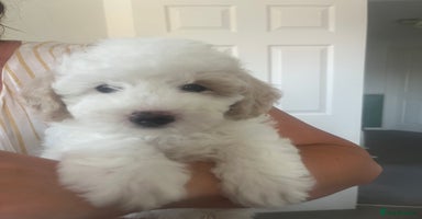 Cavapoo dogs - Advert 9