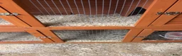 Guinea Pig rodents for sale: 1 year old female guinea pig  in Telford - Advert 2