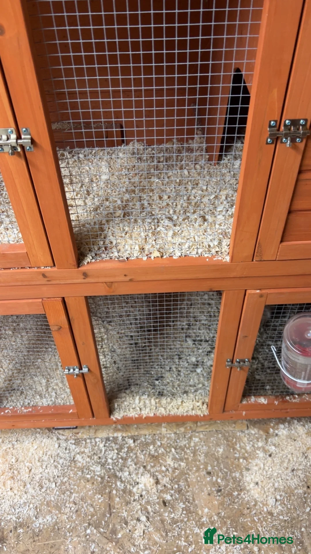 Guinea Pig rodents for sale: 1 year old female guinea pig  in Telford - Advert 2